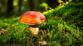 II Ludowe Grzybobranie już w ten weekend. Humoru i atrakcji nie zabraknie