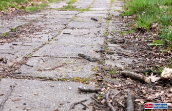 Lgiń zyska nową drogę i ciąg pieszo-rowerowy. VIDEO