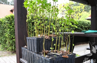 Do 1500 odbierz darmowąsadzonkę. Akcja sadziMY Nadleśnictwa Sława Śląska