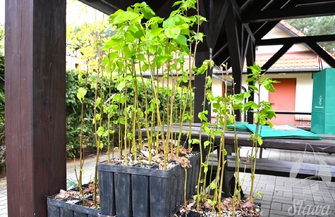 Do 1500 odbierz darmowąsadzonkę. Akcja sadziMY Nadleśnictwa Sława Śląska