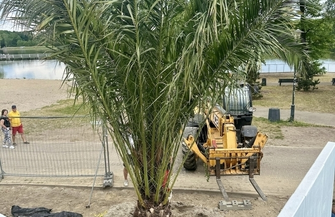 Klub na Fali w Sławie Przyjmuje Egzotyczne Palmy Prosto z Alicante