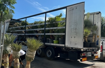 Klub na Fali w Sławie Przyjmuje Egzotyczne Palmy Prosto z Alicante