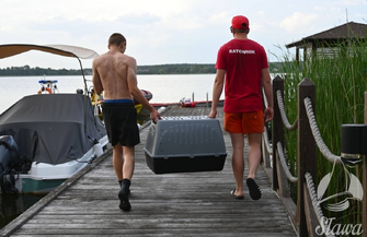 Gdzie orzeł nie może tam... wskoczy Niepełnosprawny bielik zamieszkał na Ptasiej Wyspie