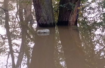 Woda na Odrze i Baryczy zaczyna opadać. UMiG Szlichtyngowa Jesteśmy czujni