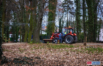 Minął rok od zakończenia rewitalizacji. W Parku Wolsztyńskim posadzono nowe drzewa