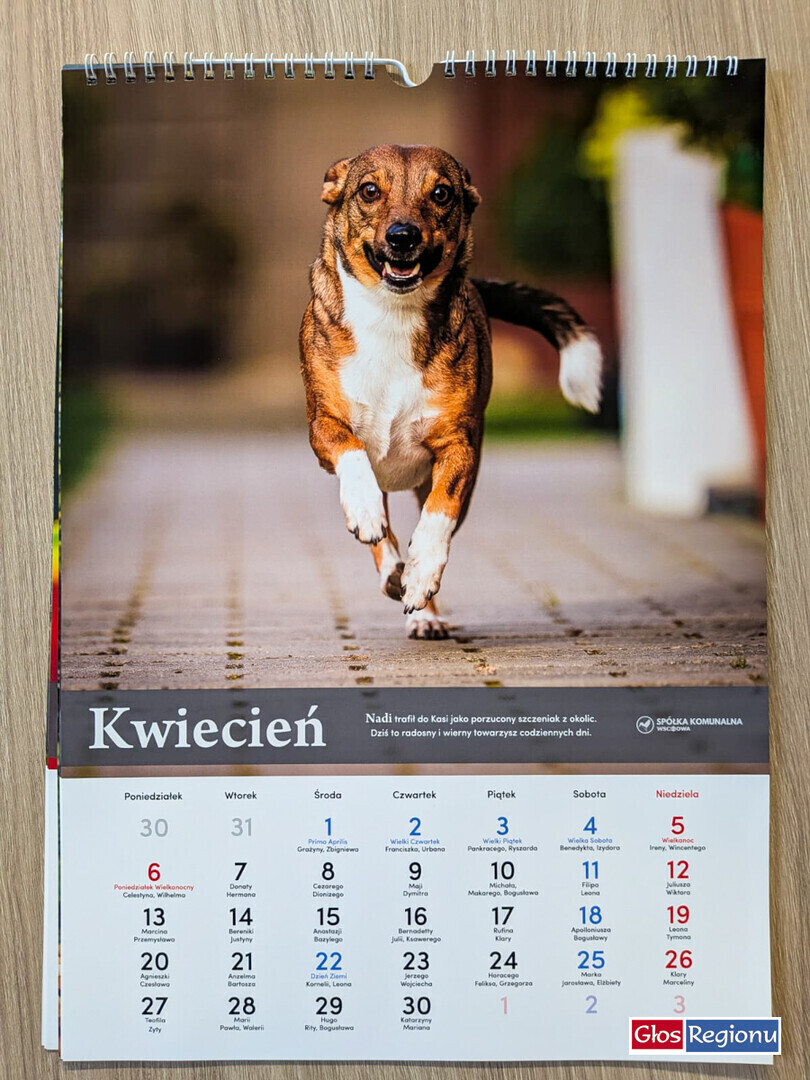 Mają dom kanapę i ludzi którzy je kochają. Ich zdjęcia pomogą tym które wciąż czekają