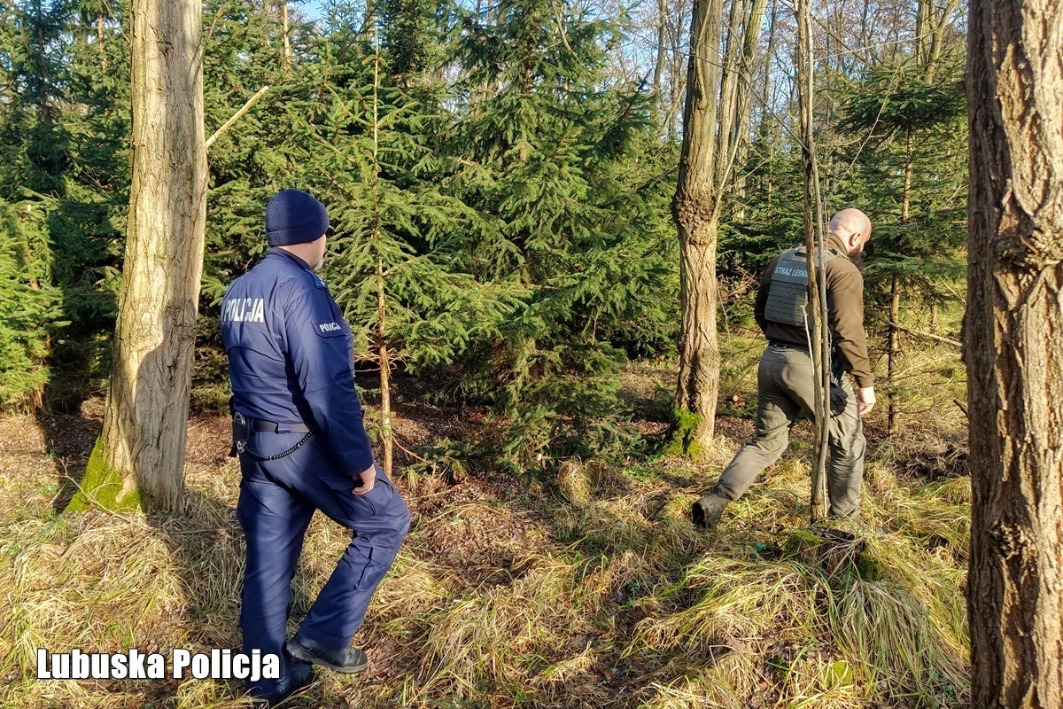 Skąd pochodzi twoja choinka Policja i leśnicy ruszyli na kontrole w lasach