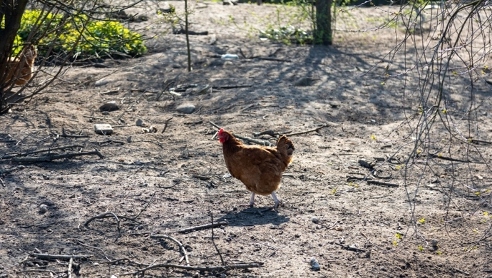 Gmina Sława w strefie zagrożenia HPAI. Co to oznacza dla hodowców?