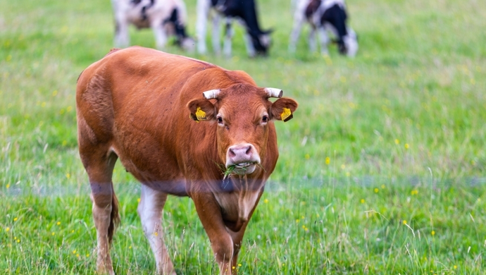 Hodowco, uważaj! Powiatowy Lekarz Weterynarii ostrzega przed pryszczycą