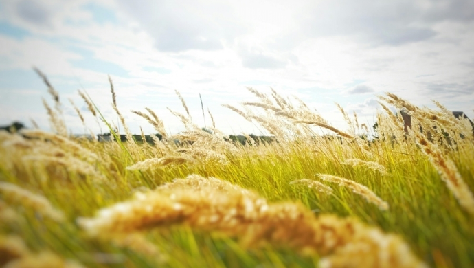 Komosa biała – uporczywy chwast i metody zwalczania