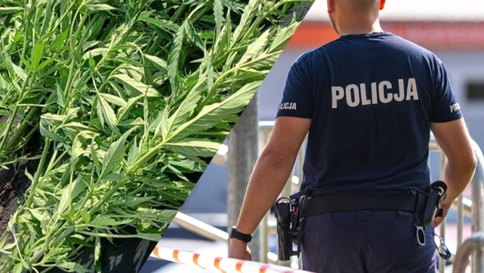 Policja zlikwidowała plantację konopi ukrytą wśród fasoli