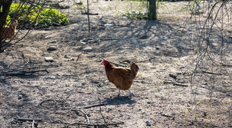 Gmina Sława w strefie zagrożenia HPAI. Co to oznacza dla hodowców?