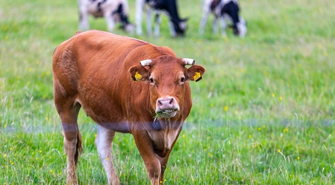 Hodowco, uważaj! Powiatowy Lekarz Weterynarii ostrzega przed pryszczycą