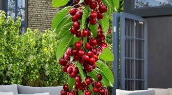 Sadzonki kolumnowe – idealne rozwiązanie dla małych ogrodów i początkujących sadowników