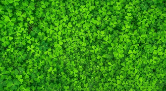 Poplony w ogrodzie i na polu – jakie nasiona wybrać, by wzbogacić glebę i zadbać o plony?