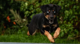 Adoptowane psy i koty ze Wschowy trafią do kalendarza! Spółka Komunalna pokaże ich nowe, lepsze życie
