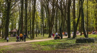 Wycinka drzew w Parku Wolsztyńskim. Możliwe przerwy w dostawie prądu