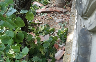 Silny wiatr połamał drzewa. Lapidarium we Wschowie zamknięte do odwołania