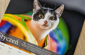 Mają dom kanapę i ludzi którzy je kochają. Ich zdjęcia pomogą tym które wciąż czekają