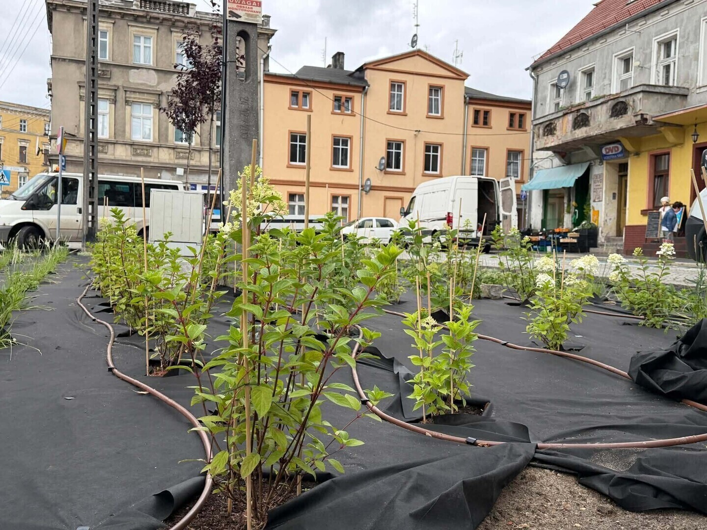 Wyspy przy ul. Niepodległości we Wschowie