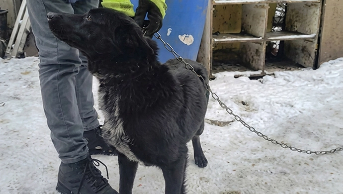 Były przywiązane na mrozie bez odpowiedniego schronienia. Straż miejska odebrała dwa psy mieszkańcowi gminy Wschowa