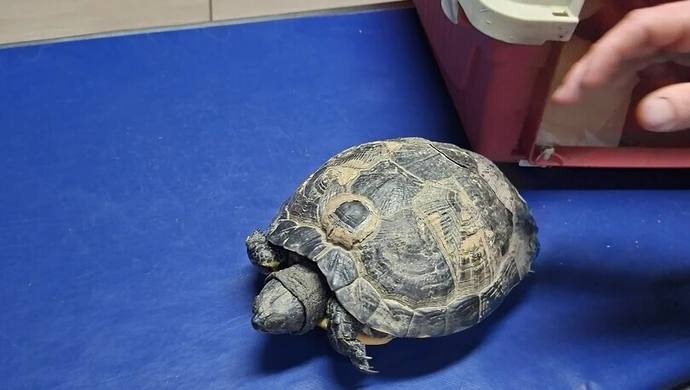 Żółw trafi do schroniska? Znaleziono go w lesie koło Olbrachcic