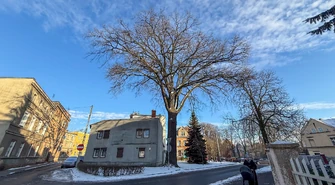 Dęby przy Sportowej, lipa na starym cmentarzu. 10 nowych pomników przyrody we Wschowie