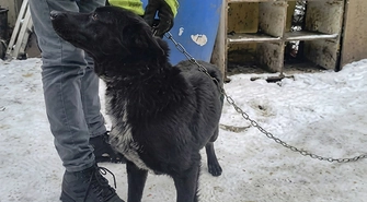 Były przywiązane na mrozie bez odpowiedniego schronienia. Straż miejska odebrała dwa psy mieszkańcowi gminy Wschowa