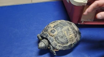 Żółw trafi do schroniska? Znaleziono go w lesie koło Olbrachcic