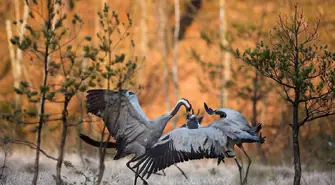 „Sekretne życie żurawi” Piotra Dziełakowskiego w CKiR. Wernisaż wystawy fotografii już 15 kwietnia