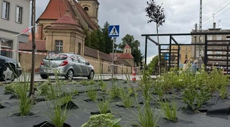 Zieleń na „wyspach” przy Niepodległości. Wschowa kończy nasadzenia