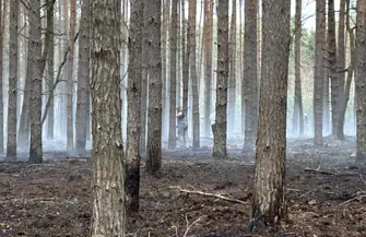 Pożar lasu pod Tylewicami. Spłonęły cztery hektary runa gasił też samolot